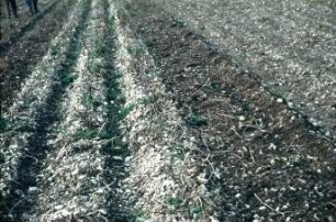 Fotografie: Kartoffel, Kartoffelroder, Ernteverfahren