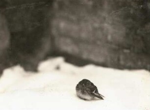 Europa. Berghänfling (Carduelis flavirostris) im Schnee
