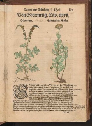 Von Odermeng, Cap. CLXXV