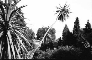 Mainau, Insel Mainau: Palmen, Durchblick auf See