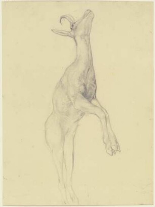 Zur Strecke gebrachter Steinbock