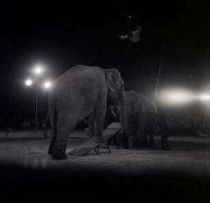 Petoletti-Dresseur - Circus Williams, ohne Ortsangabe, 1959