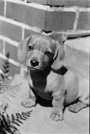 Tiere. Junger Dackel