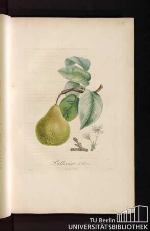 Pl. VII. Bellissime d'hiver.