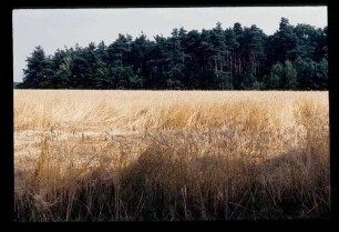 Land b. Fürstenwalde 15.7.83.