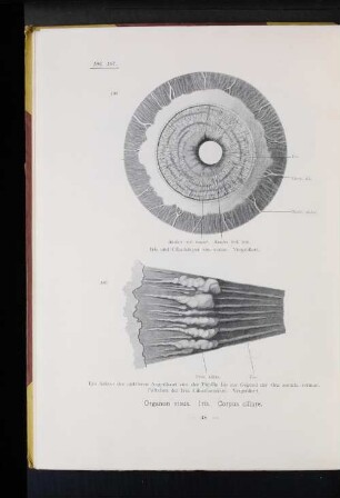 Organon visus. Iris. Corpus ciliare.