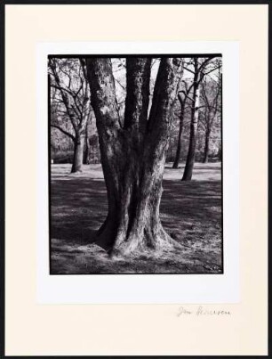Köln. Stadtwald. Dreistämmiger Baum