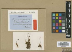 Bryum rhodocephalum Müll.Hal. [isotype]
