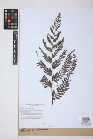 Alsophila minervae Lehnert