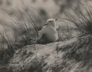Sturmmöwe (Larus canus L.). Weibchen, das Junge hudernd (Ausschnitt). Amrum