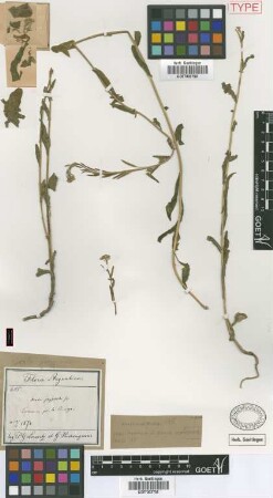 Draba greggioides Griseb. [type]