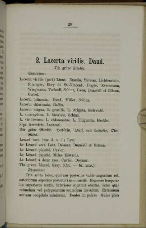 2. Lacerta viridis. Daud. Die grüne Eidechse