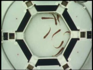 Futterbelohnte Einzel- und Gruppendressur - Unterscheidung optischer Signale bei der Rotfeder (Scardinius erythrophthalmus)