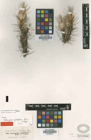 Astracantha globiflora (Boiss.) Podlech [isotype]