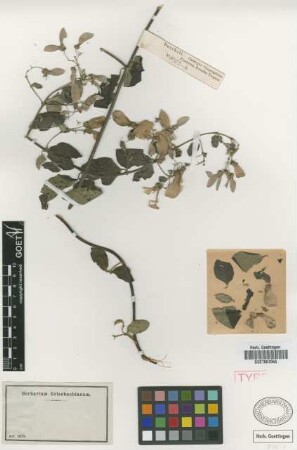 Banisteria metallicolor A.Juss. var. Nied. falcata[syntype]