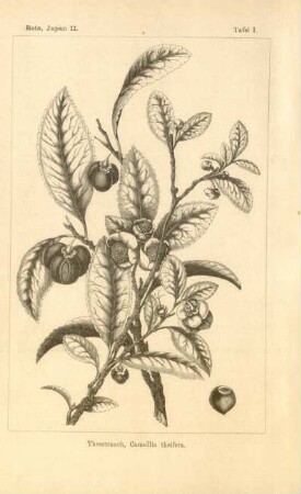 Theestrauch, Camellia theifera