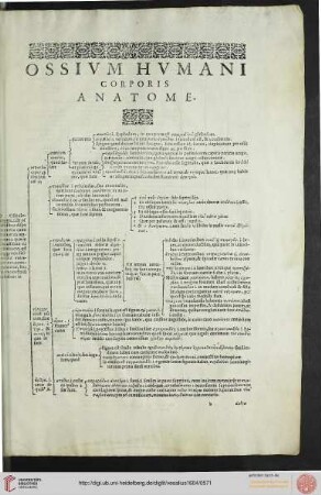 Ossium humani corporis anatome