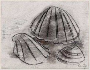 Drei Muscheln