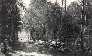 Waldweg bei Luppedubrau : Lěsny puć při Łupjanskej Dubrawce