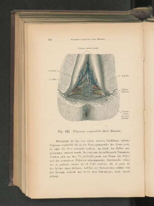 Fig. 423. Trigonum urogenitale eines Mannes.