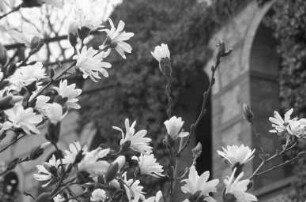 Magnolienblüte im Botanischen Garten