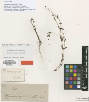 Hypericum gramineum G.Forst. [type]