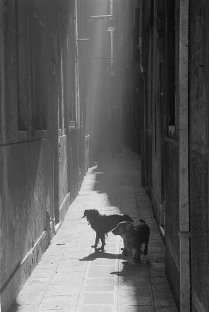 Zwei Hunde in einer schmalen Gasse