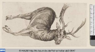 Der tote Hirsch