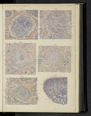 Tafel XII.