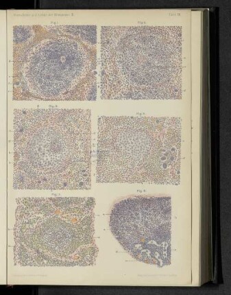 Tafel XII.