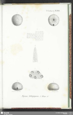 Pl. 989