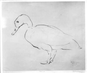 Eiderente (Vogelinsel Vilsand). Tuschezeichnung (1932; E. Richter). Dresden-Südvorstadt, Eisenstuckstraße, Atelier der Künstlerin