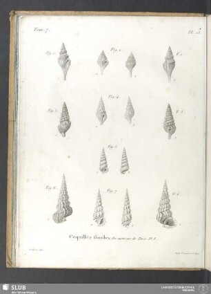 Coquilles fossiles des environs de Paris. Pl. V