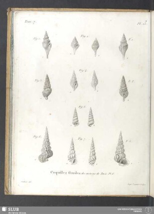 Coquilles fossiles des environs de Paris. Pl. V
