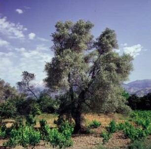 Kreta. Ölbaum in der Messará
