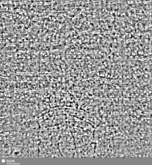 Lilienschild + IESV / LW = S.5/6