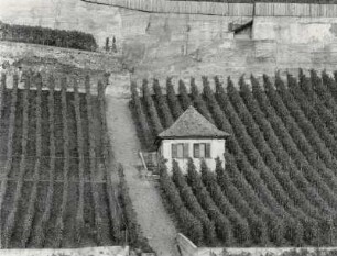 Weinberge