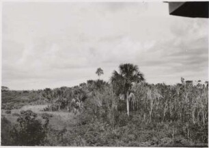 Offenland mit Palmen, Mato Grosso do Sul