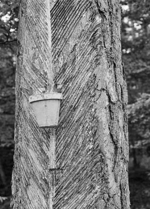 Kiefernharzgewinnung : Darß. Kiefernharzgewinnung im Darß-Wald.