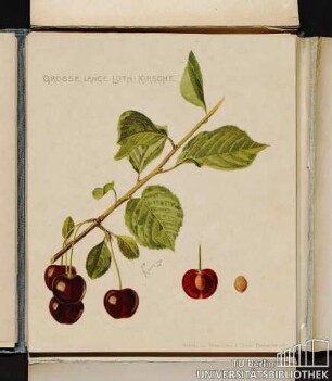 Grosse lange Loth-Kirsche
