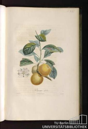 Pomme d'or.
