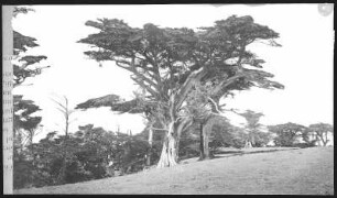 Monterey County. Cypress Tree, Monterey County, Cal.