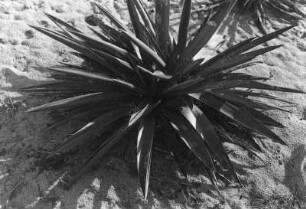 Kalahari. Wüstenpflanze