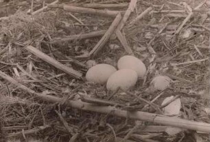 Weißer Storch (Ciconia ciconia). Gelege