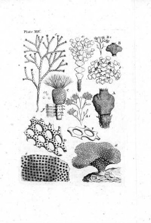 Plate XXV
