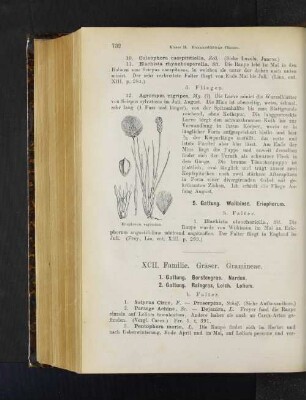 2. Gattung. Raingras, Lolch. Lolium.