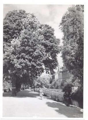Wall, Promenade mit Kastanien