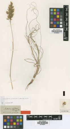 Danthonia glandulosa Schrad. [isotype]