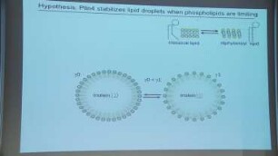 Targeting of a model amphipathic helix to lipid droplets: Short talk