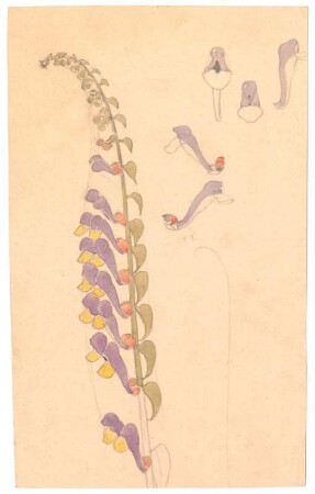 Blütenstudien : Stengel einer Lupine mit zahlerichen Blüten; einige Blüten einzeln dargestellt